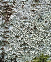 Attēlu rezultāti vaicājumam “Thelotrema lepadinum”