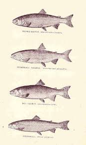 Image result for Oncorhynchus kisutch