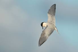 Image result for Gelochelidon nilotica