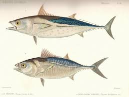 Image result for Euthynnus alletteratus
