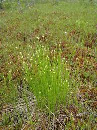 Attēlu rezultāti vaicājumam “Rhynchospora alba leaf”