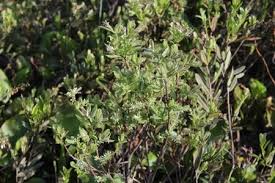 Attēlu rezultāti vaicājumam “Salix aurita bud”