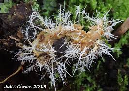 Attēlu rezultāti vaicājumam “Tilachlidium brachiatum”