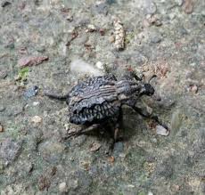 Image result for Brachycerus undatus