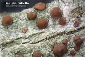 Attēlu rezultāti vaicājumam “Bacidia rubella”