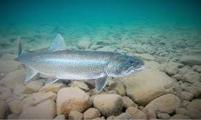 Image result for Salvelinus namaycush