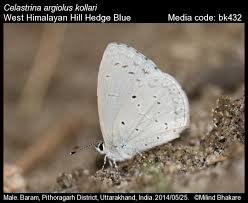 Attēlu rezultāti vaicājumam “Celastrina argiolus underside”