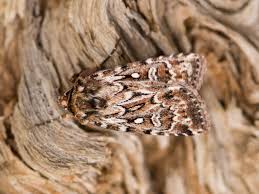 Attēlu rezultāti vaicājumam “Lycophotia porphyrea”