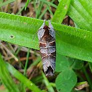 Attēlu rezultāti vaicājumam “Clostera pigra”