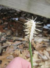Attēlu rezultāti vaicājumam “Akanthomyces aculeatus”
