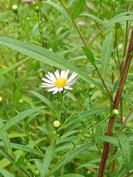 Image result for Aster lanceolatus