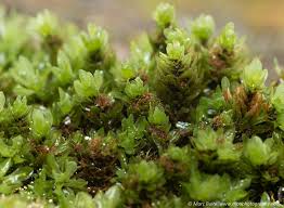 Attēlu rezultāti vaicājumam “Encalypta streptocarpa”