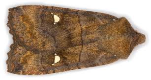 Attēlu rezultāti vaicājumam “Eupsilia transversa”