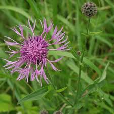 Attēlu rezultāti vaicājumam “Centaurea scabiosa bud”