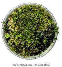 Attēlu rezultāti vaicājumam “Taxiphyllum wissgrillii”