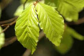 Attēlu rezultāti vaicājumam “Psallus sp. imago”