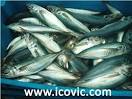 BLUE JACK MACKEREL products,Spain BLUE JACK MACKEREL supplier