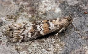 Attēlu rezultāti vaicājumam “Dioryctria abietella”