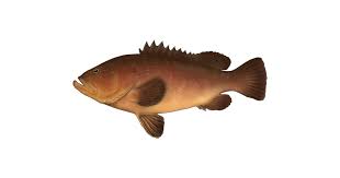Image result for Epinephelus marginatus