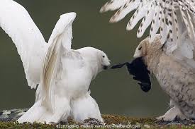 Attēlu rezultāti vaicājumam “Bubo bubo adult”