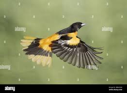 Image result for Icterus galbula