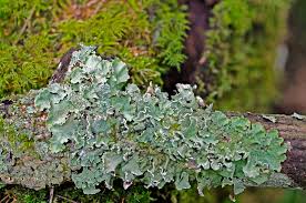 Attēlu rezultāti vaicājumam “Cetrelia olivetorum”