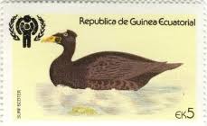 Image result for Melanitta perspicillata