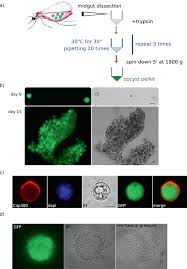 Attēlu rezultāti vaicājumam “Lignydium muscorum plasmodium”
