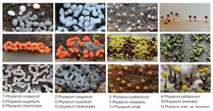 Attēlu rezultāti vaicājumam “Physarum ovisporum”