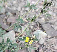Attēlu rezultāti vaicājumam “Medicago x varia  flower”