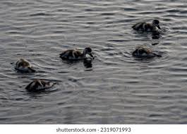 Attēlu rezultāti vaicājumam “Tadorna tadorna juvenile”