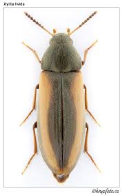 Attēlu rezultāti vaicājumam “Xylita laevigata”