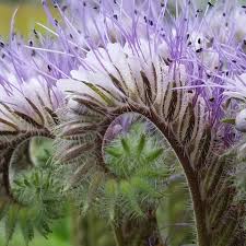 Image result for Phacelia