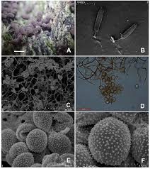 Attēlu rezultāti vaicājumam “Comatricha elegans var. microspora macro”