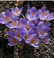 Attēlu rezultāti vaicājumam “Crocus speciosus”