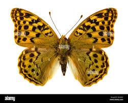 Attēlu rezultāti vaicājumam “Argynnis niobe underside”