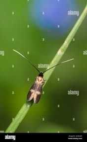 Attēlu rezultāti vaicājumam “Adelidae”