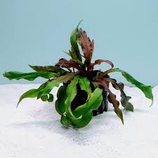 Attēlu rezultāti vaicājumam “Cryptocala chardinyi”