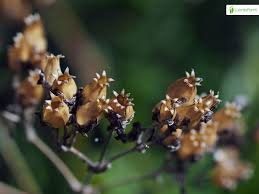 Attēlu rezultāti vaicājumam “Silene tatarica flower”