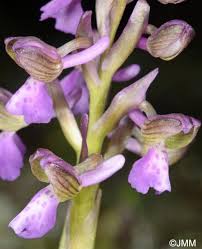 Attēlu rezultāti vaicājumam “Orchis morio”