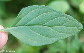 Attēlu rezultāti vaicājumam “Prunella vulgaris leaf”