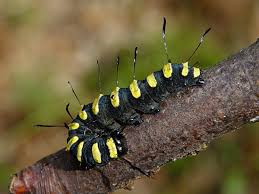 Attēlu rezultāti vaicājumam “Acronicta alni”