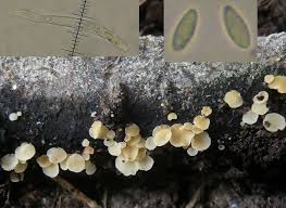 Attēlu rezultāti vaicājumam “Hymenoscyphus imberbis”