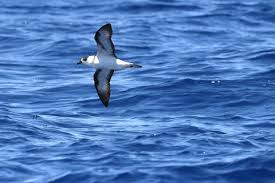 Image result for Pterodroma hasitata