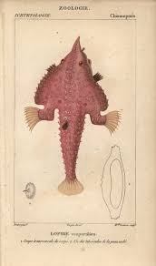 Image result for Lophius americanus