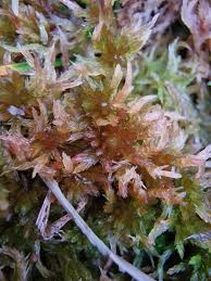 Attēlu rezultāti vaicājumam “Sphagnum quinquefarium”