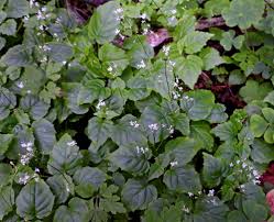 Attēlu rezultāti vaicājumam “xComagaria rosea”