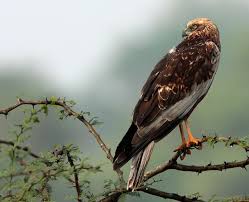 Attēlu rezultāti vaicājumam “Circus aeruginosus adult”