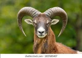 Attēlu rezultāti vaicājumam “Ovis aries juvenile”