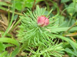 Attēlu rezultāti vaicājumam “Rabdophaga heterobia”